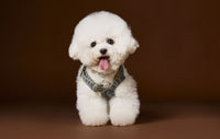 Teddy Bichon Small And Medium-sized Dogs Sleeveless New Denim Suspender Skirt