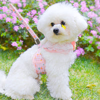 Dog Hand Holding Rope Small Dog Vest