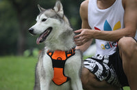Reflective dog strap