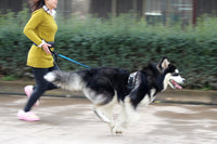 Multifunctional running dog leash Nylon cushioned stretch dog leash for morning run