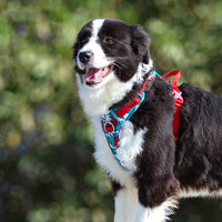 Dog Walking Vest-Style Chest Harness Adjustable For Large Dogs