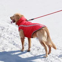 French Dog Cotton Clothes Teddy Fall Winter Clothes