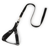 Golden Wool Edged Shepherd Husky With Big Dog Leash