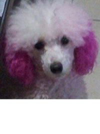 Personalized Dressing Up Dye For Dog Hair