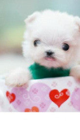 Personalized Dressing Up Dye For Dog Hair
