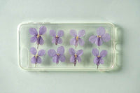 Orychophragmus Violaceus Dried Flowers