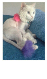 Personalized Dressing Up Dye For Dog Hair