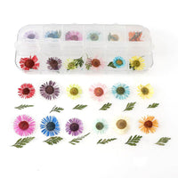 12 Box Box Nail Dry Flower Jewelry
