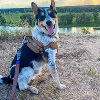Tooling Chest Strap Dog Safety Training Belt Hand Holding Rope