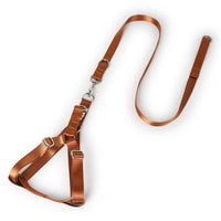 Golden Wool Edged Shepherd Husky With Big Dog Leash