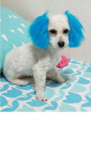 Personalized Dressing Up Dye For Dog Hair