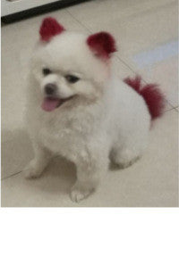 Personalized Dressing Up Dye For Dog Hair