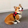 Small Dog Vest Type Rope Chest Back