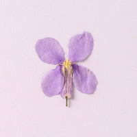 Orychophragmus Violaceus Dried Flowers