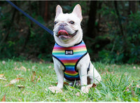 Rainbow chest strap