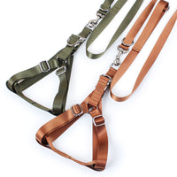 Golden Wool Edged Shepherd Husky With Big Dog Leash