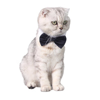 Dog Bow Tie British Handsome Black