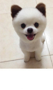 Personalized Dressing Up Dye For Dog Hair