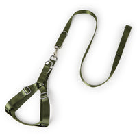 Golden Wool Edged Shepherd Husky With Big Dog Leash