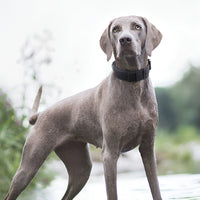 Explosion-proof Tactical Collar Can Hold