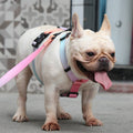 Gradient Color For Pet Chest Straps