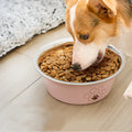 Stainless Steel Anti-tumble Non-slip Pet Bowl