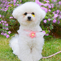 Dog Hand Holding Rope Small Dog Vest
