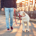 New Pet Dog Mouth Cover Dog Mouth Rope Dog Rope Leash