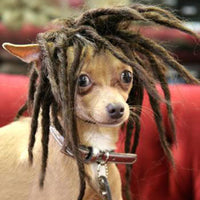 High Temperature Wire For Dogs Can Dye Wigs