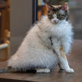 Faux Fox Fur Leather Shorthair Cat Hairless Clothing
